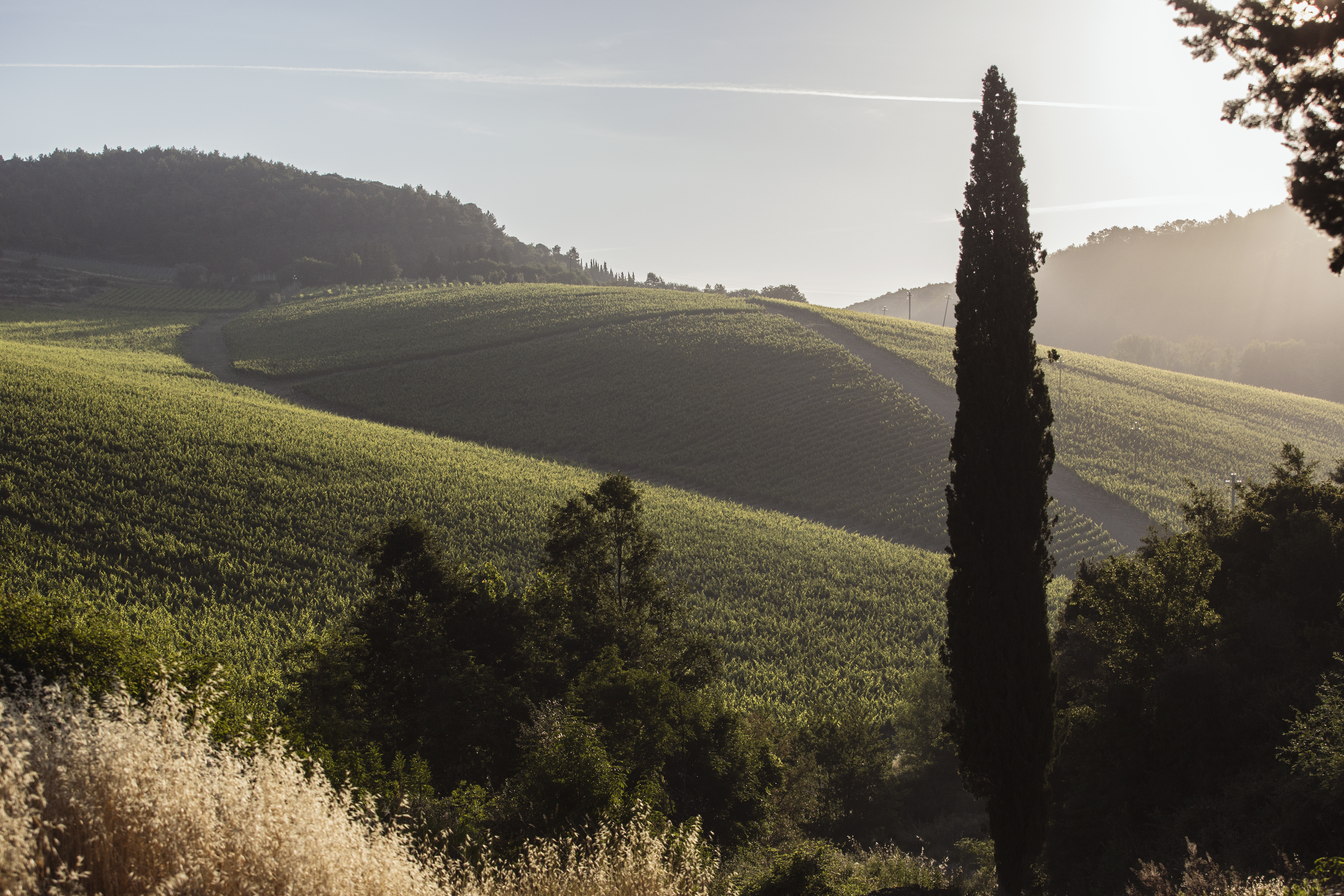 Weinberg Solaia mit Blick auf die Hügel des Chianti Classico